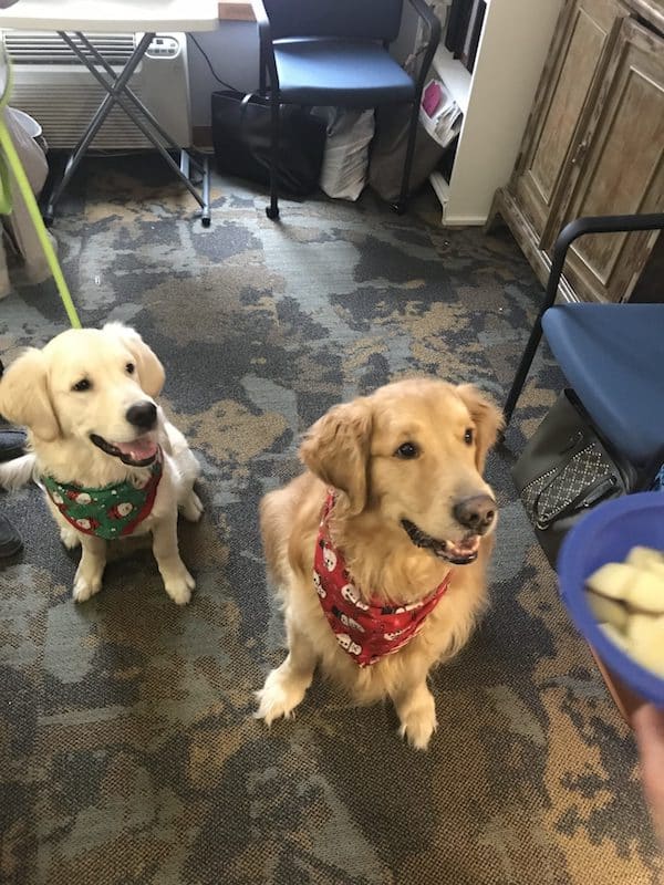 Do Your Customers Look at You Like This – You’d Better Hope So or You Are Toast 1 Baxter Bailey 16 Dec 2018 1 e1544990672737