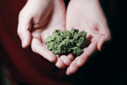 Enhance Your Psychedelic Trip with Cannabis 1 image