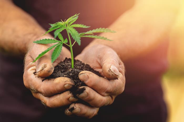 Farmer hands holds baby cannabis plant. Concept farm marijuana plantation.