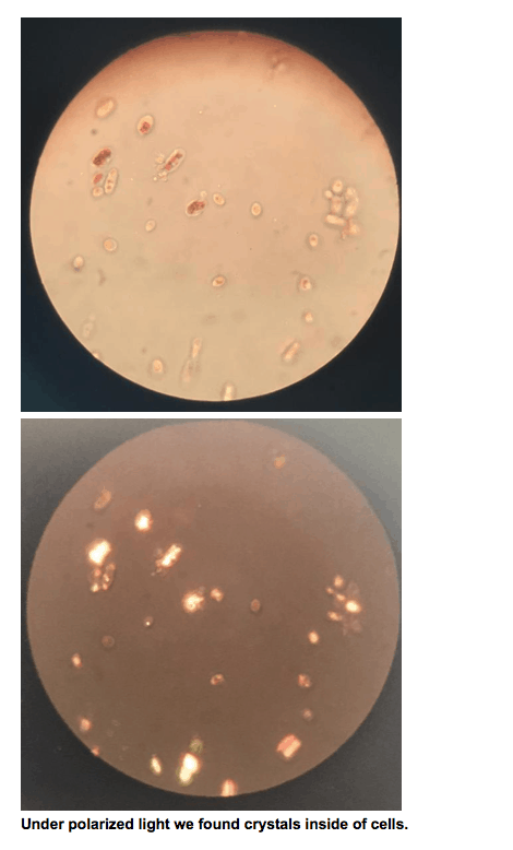 How We Used Biosynthesis to Produce the World’s Strongest Antioxidant 10 Screen Shot 2021 03 25 at 5.52.16 AM
