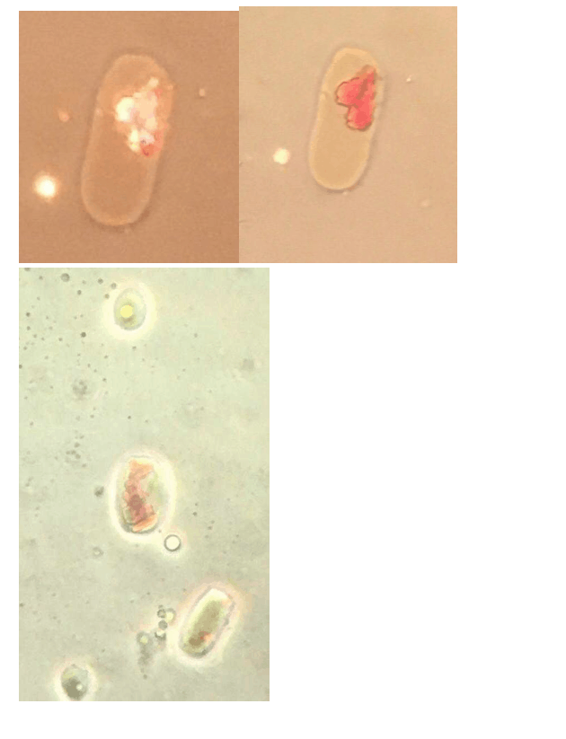 Screen Shot 2021 03 25 at 5.52.24 AM