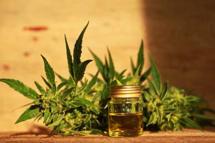 cannabis oil and hemp