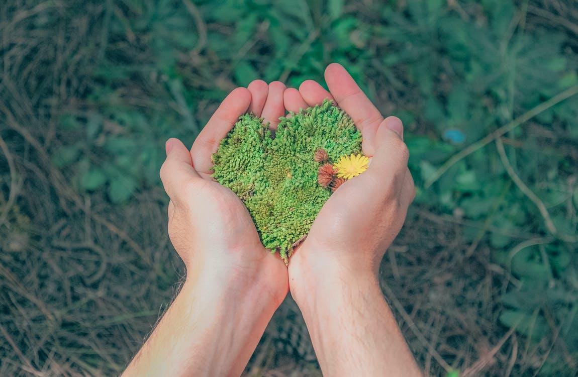 person holding green grass