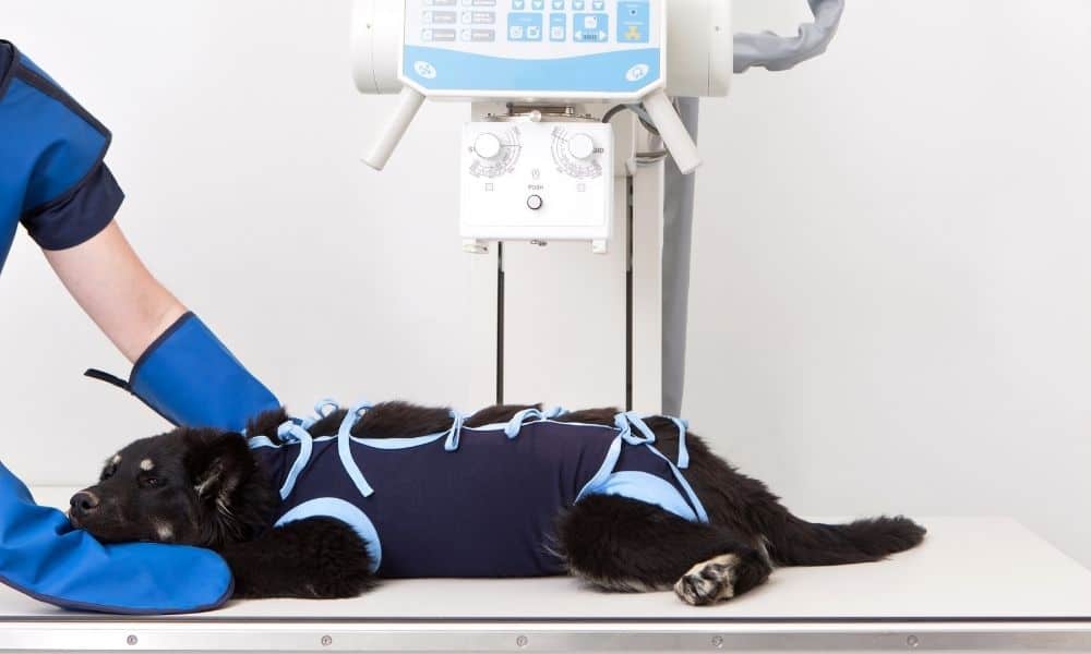 Why Would Pets Need Anesthesia for X-Rays?