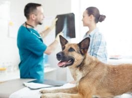Top Equipment All Animal Hospitals Must Have