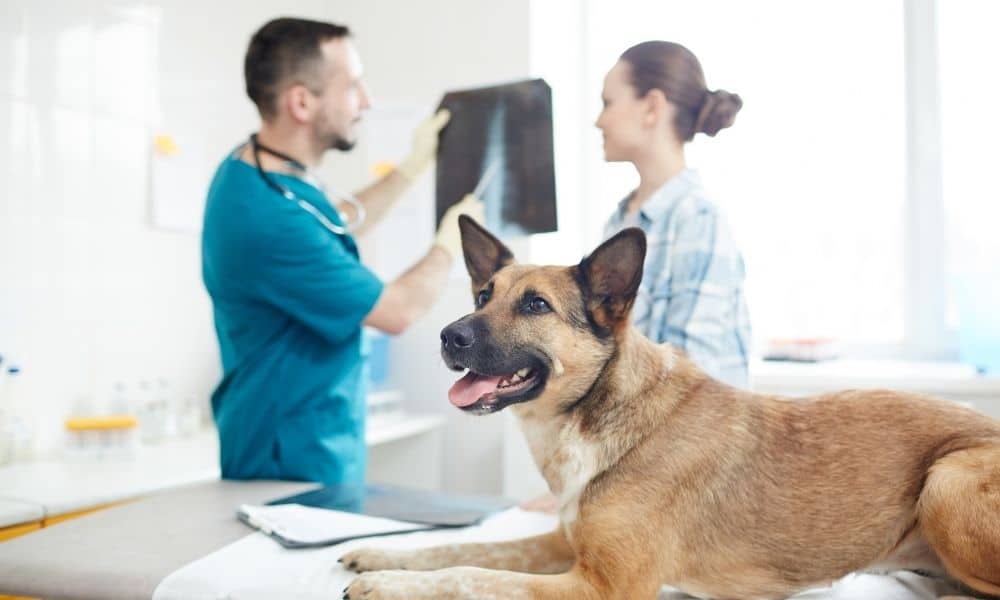 Top Equipment All Animal Hospitals Must Have