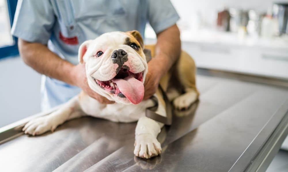 How To Make Your Veterinary Staff Feel Engaged