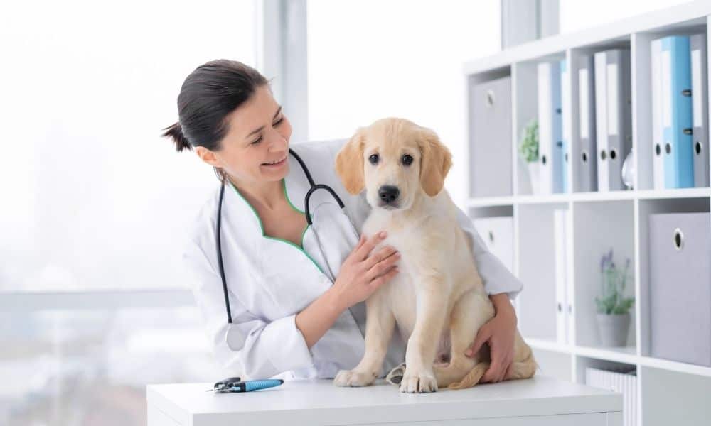 Top Trends for Veterinary Practices in 2022