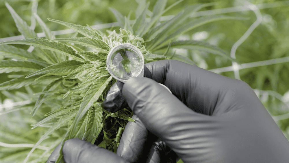 still captures5 copy