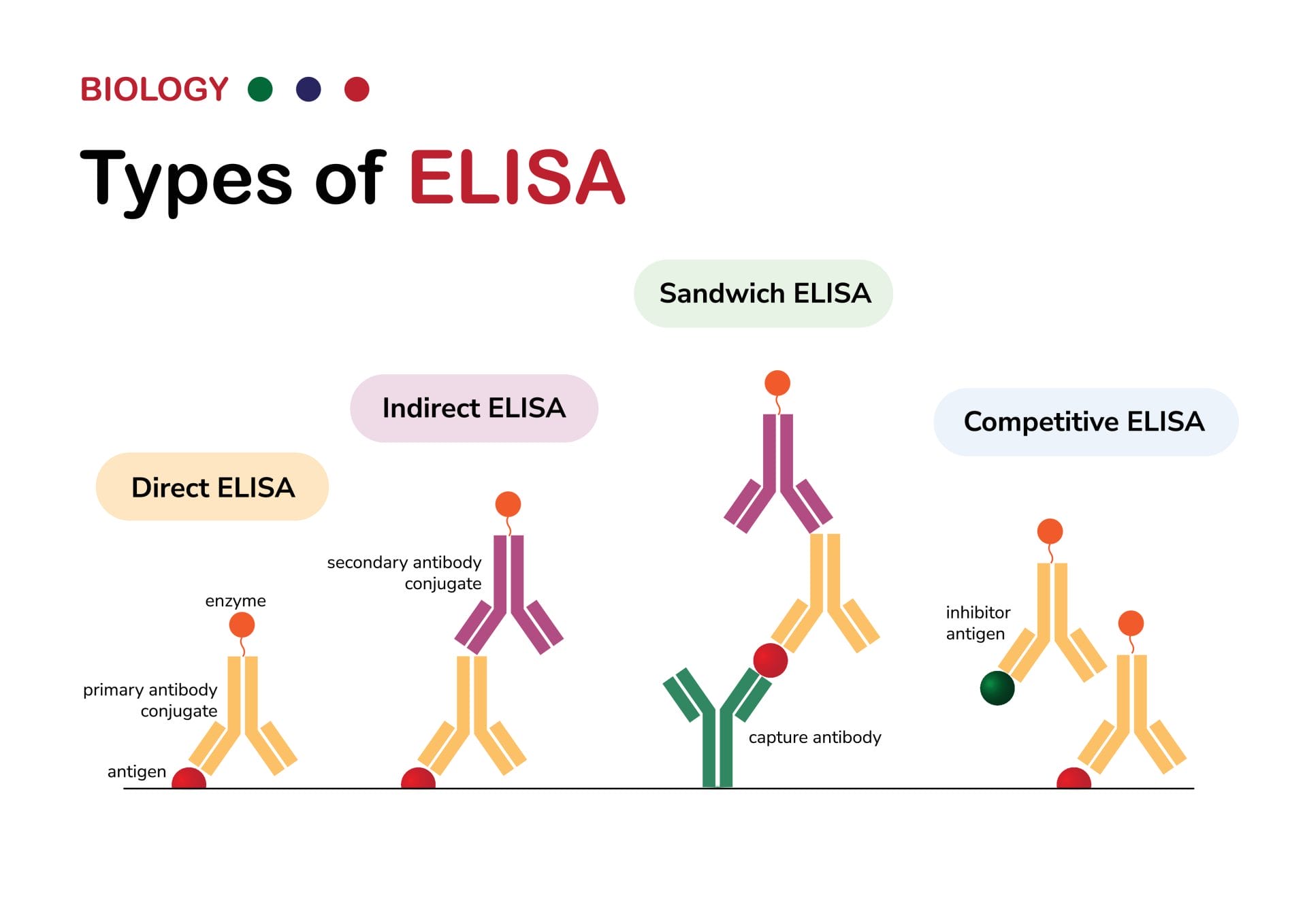 What Is Enzyme Linked Immunosorbent Assay Elisa Healthcare Business Today