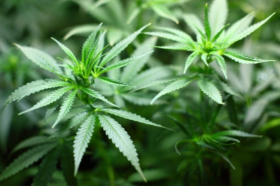 7 Ways To Add CBD Concentrates In Your Diet For Enhanced Focus 1 image 4 3