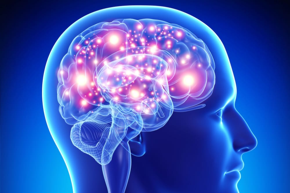 A human brain with increased mental performance due to natural nootropics