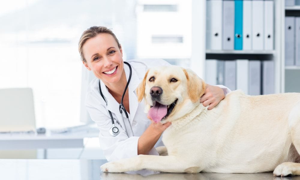 Tips for Promoting Your Veterinary Clinic
