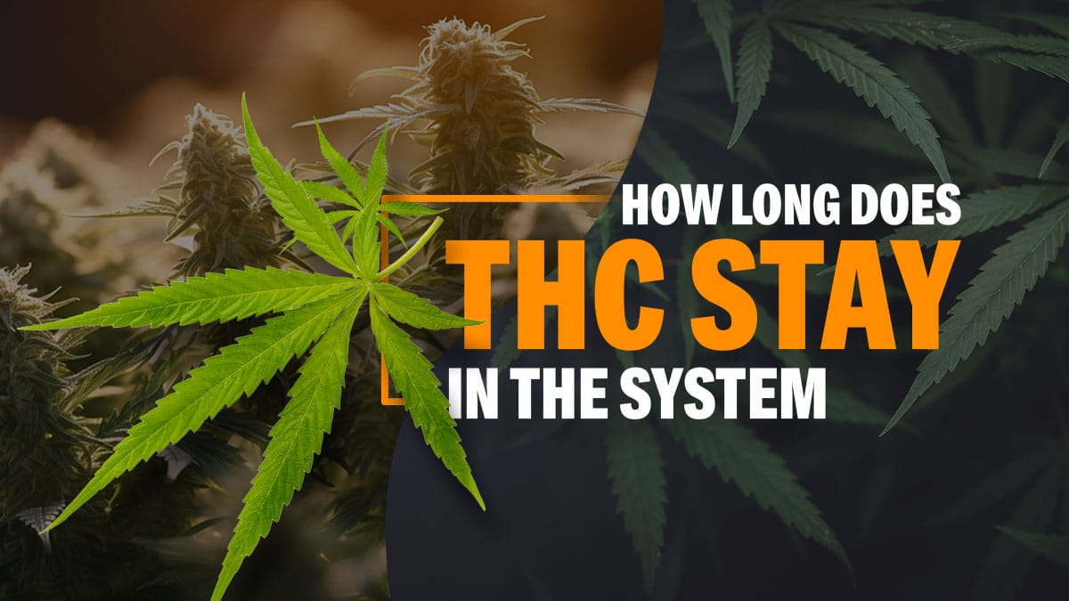 How Long Does THC Stay In Your System? Urine, Saliva, Hair & Blood