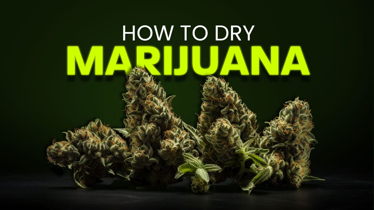 How to Dry Marijuana