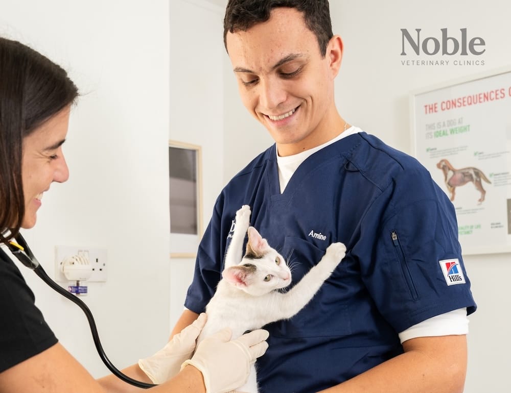 Veterinarians consult a health check-up on a kitten who may be carrying the Bartonella bacteria that causes cat scratch disease.