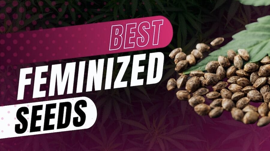 Best Feminized Seeds