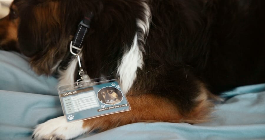 Closeup, service dog and hospital bed with badge for loyalty, companionship or healthcare aid at clinic. Animal, paw and pet ID with assistance for elderly care, medical support or helpful guidance