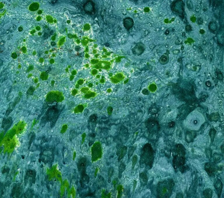 What Is the Endothelial Glycocalyx? The Overlooked System Now Shaping Modern Circulatory Health 2 image 1 3